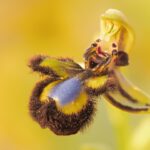 Nature Spotlight: Yellow Bee Orchid