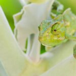 Nature Spotlight: The Mediterranean Chameleon