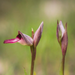 Nature Spotlight: The Tongue Orchid