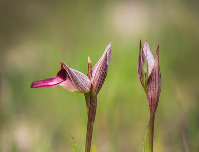 Tongue orchid in Malta